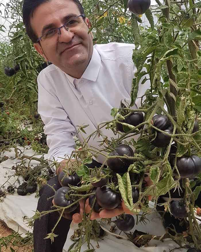 بذر گوجه فرنگی بلک بیوتی بسته 10 عددی — تصویر ۶