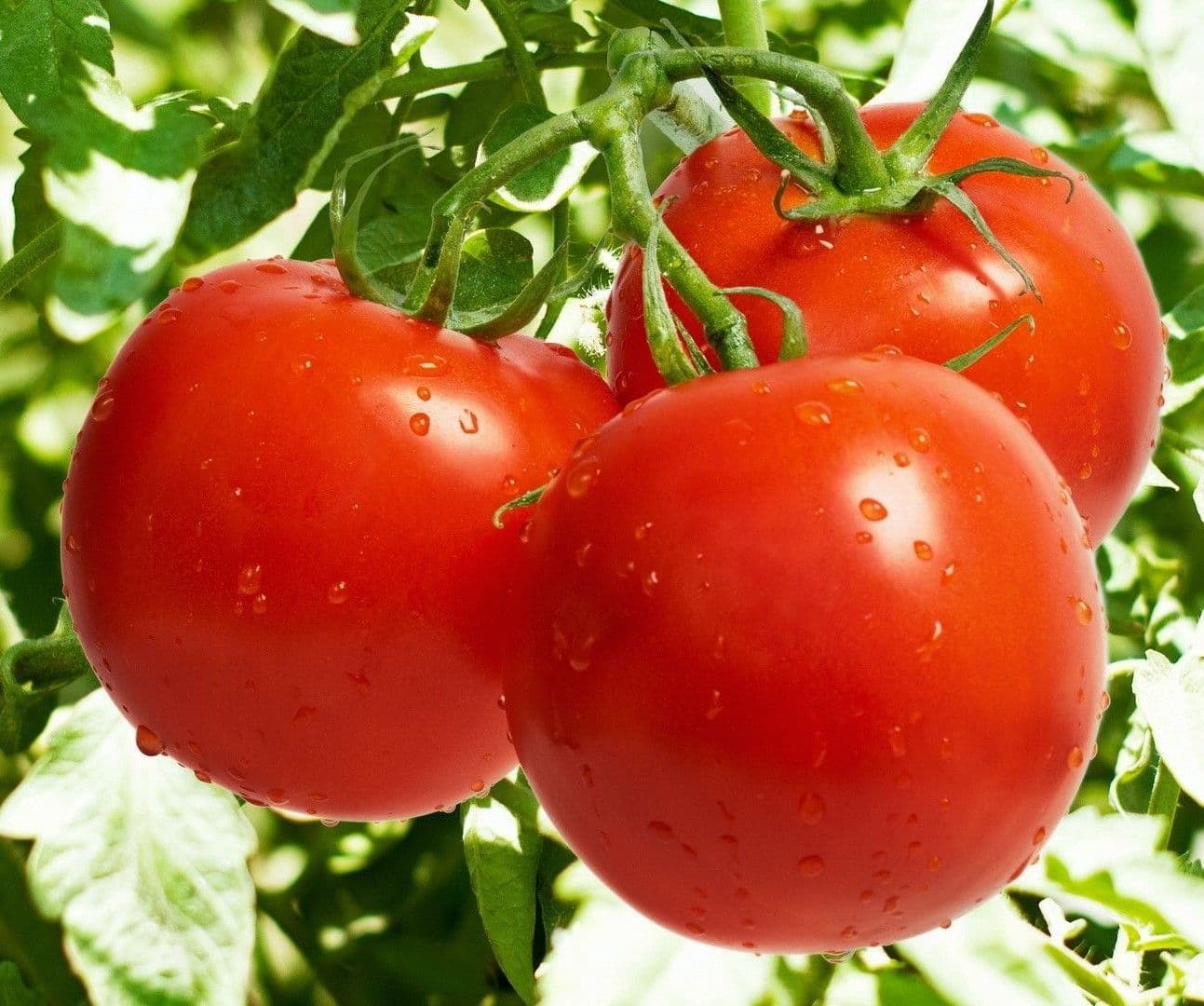 بذر گوجه فرنگی تریکو هیبرید فضای آزاد فوق پربار هلندی بسته 10 عددی — تصویر ۲