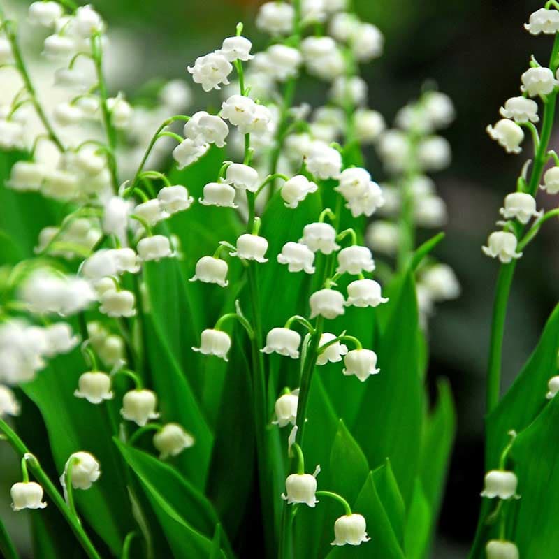 ریزوم گل موگه معطر