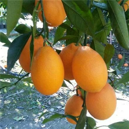 نهال گلدانی پرتقال خونی موزی — تصویر ۲