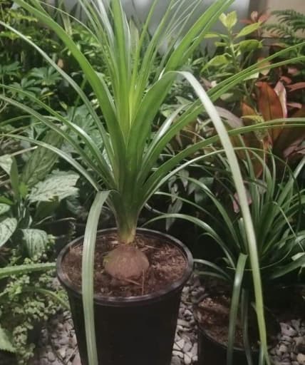 نخل لیندا (گیاه دم اسبی) — تصویر ۳