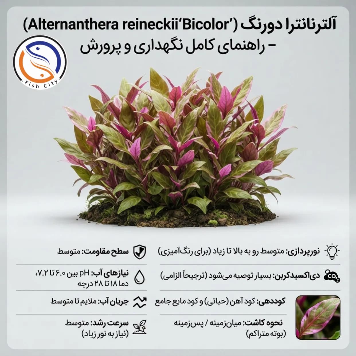 گیاه الترناترا دو رنگ