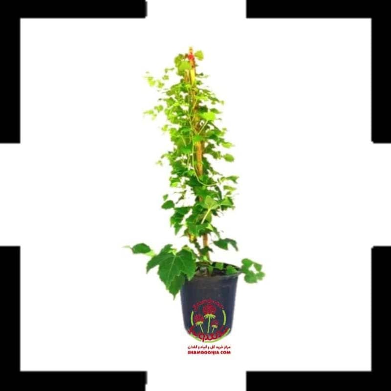 🌿 خرید گیاه موچسب (چسب دیواری)