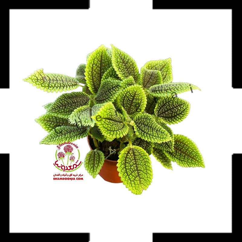 پیله آ حوله ای یا اینوولوکراتا