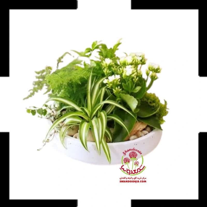 دیش گاردن صدف دریایی سه گیاه | تراریوم طبیعی با نگهداری آسان