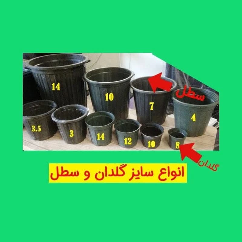 گل شیپوری (کالا لیلی) | خرید گل آپارتمانی لوکس و مجلسی با نگهداری حرفهای + ارسال فوری! — تصویر ۲