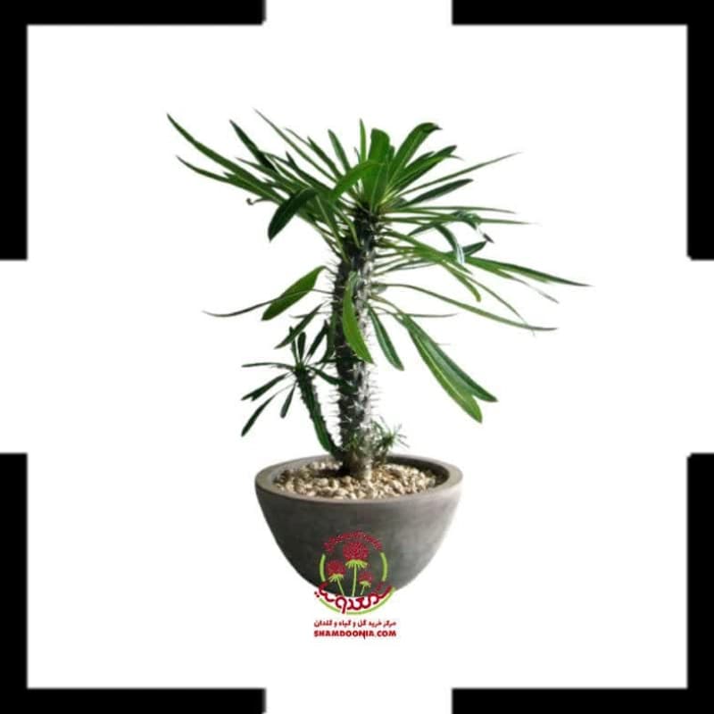 🌴 نخل ماداگاسکار | هیولای دوست داشتنی با تیغ های خیره کننده + ارسال فوری