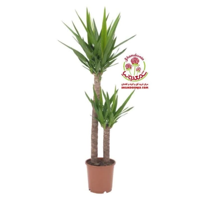 🌵 خرید گیاه یوکا | مقاوم و همیشه سبز با ارسال سریع + گارانتی سلامت 🌵 — تصویر ۲