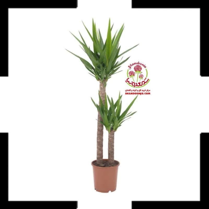 🌵 خرید گیاه یوکا | مقاوم و همیشه سبز با ارسال سریع + گارانتی سلامت 🌵
