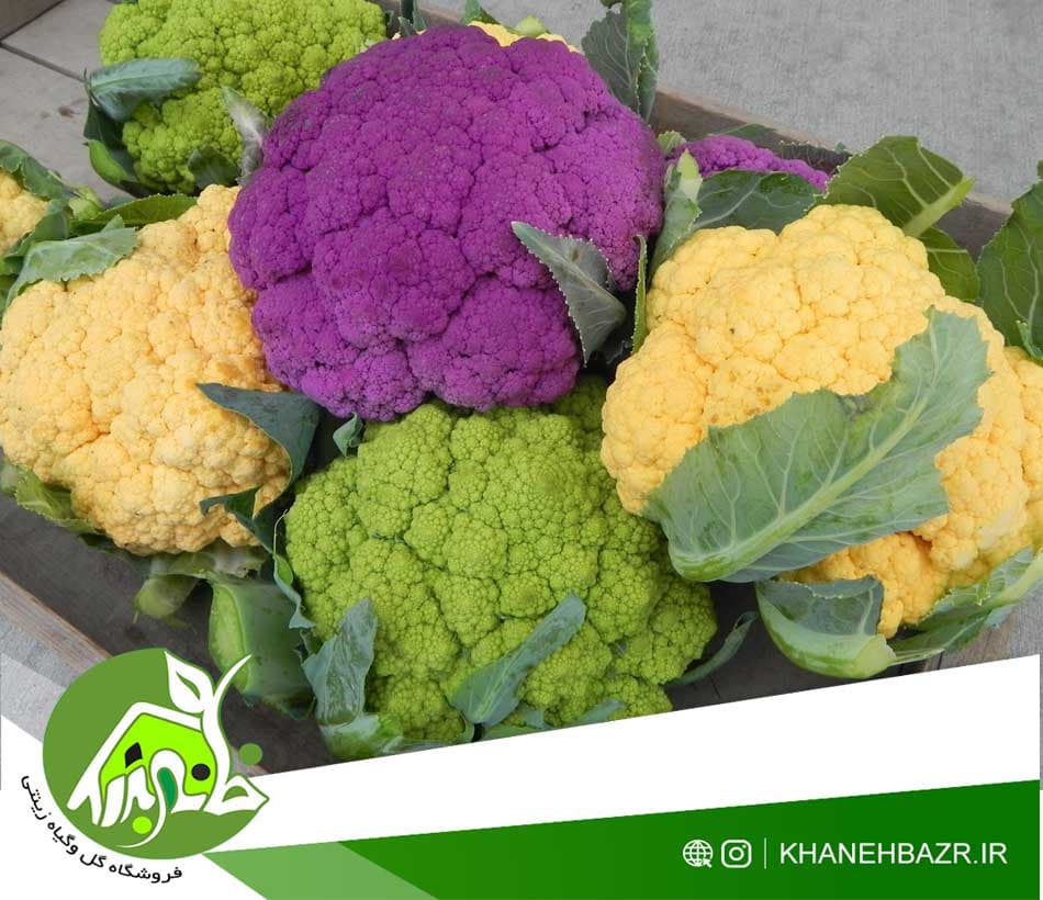 پکیج ویژه بذر انواع کلم ها