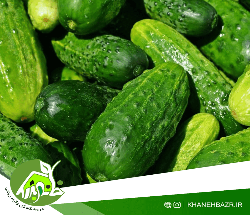 بذر خیار مینیاتوری — تصویر ۲