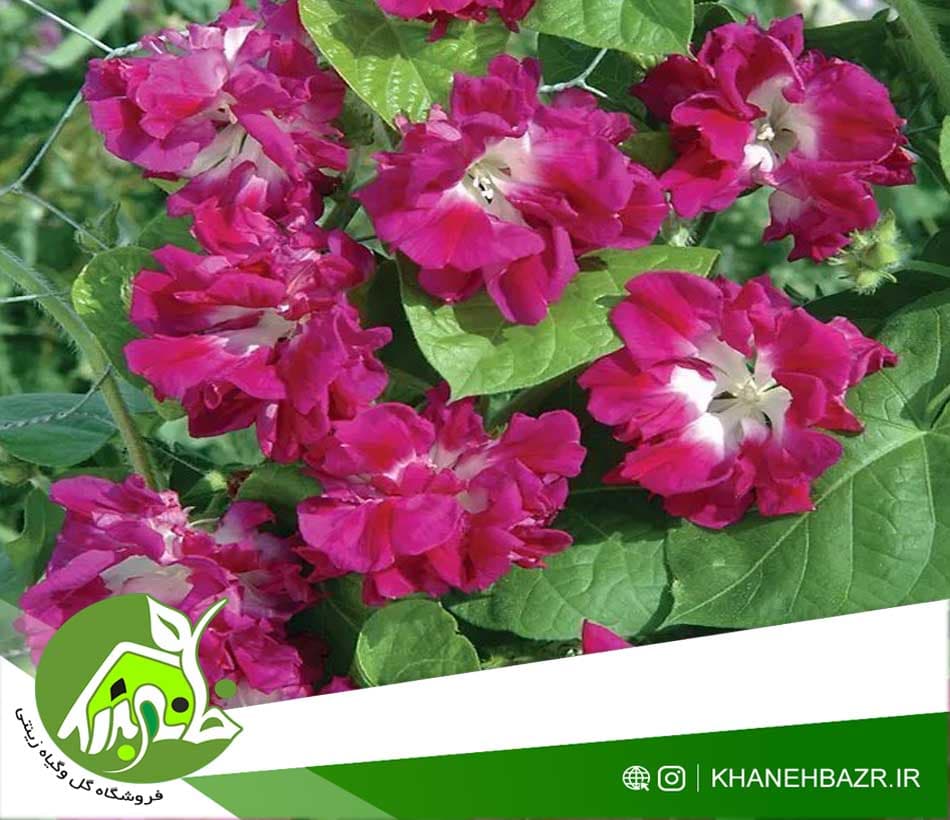 بذر پیچک طلوع عشق — تصویر ۳