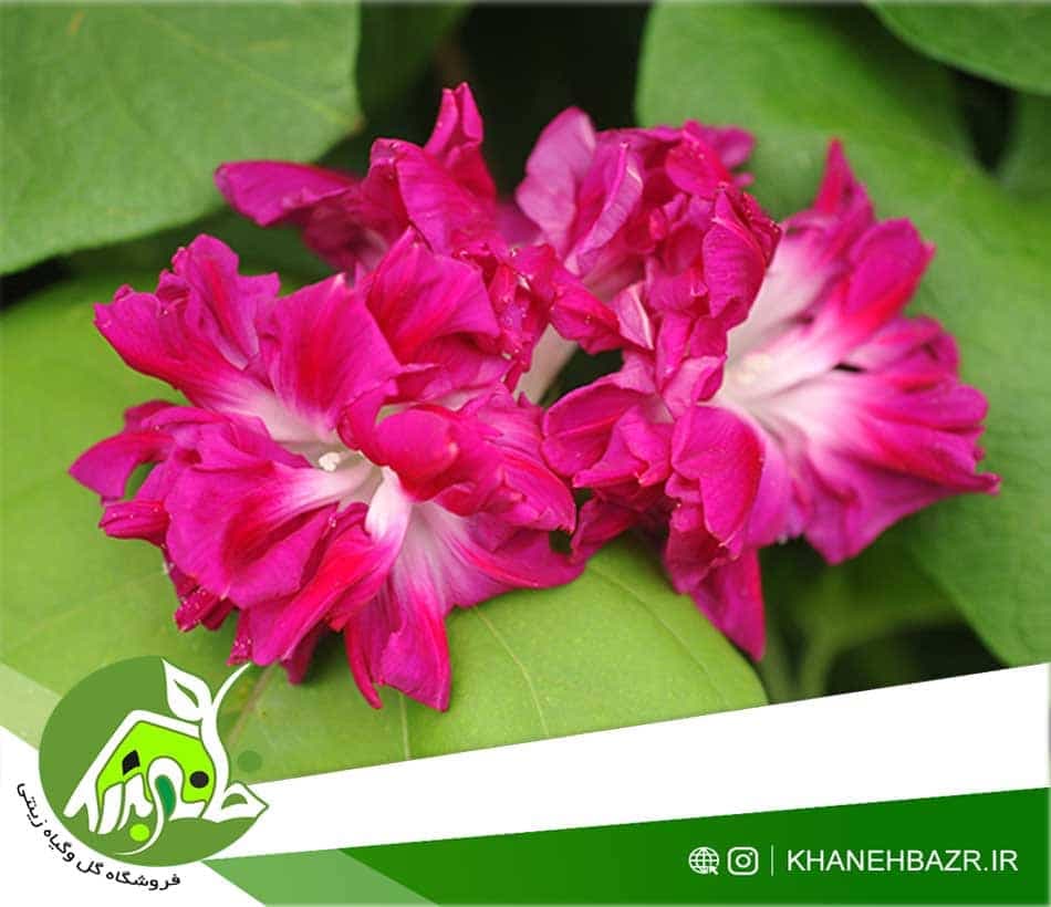 بذر پیچک طلوع عشق
