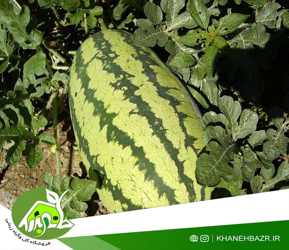 بذر هندوانه آرژانتینی