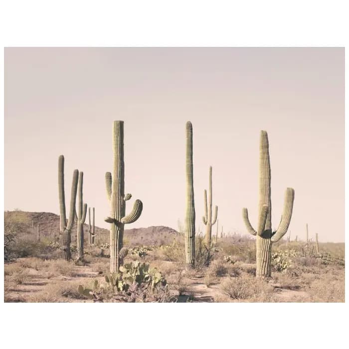 پوستر و تابلو وینتیج طرح Pastel Cactus Desert
