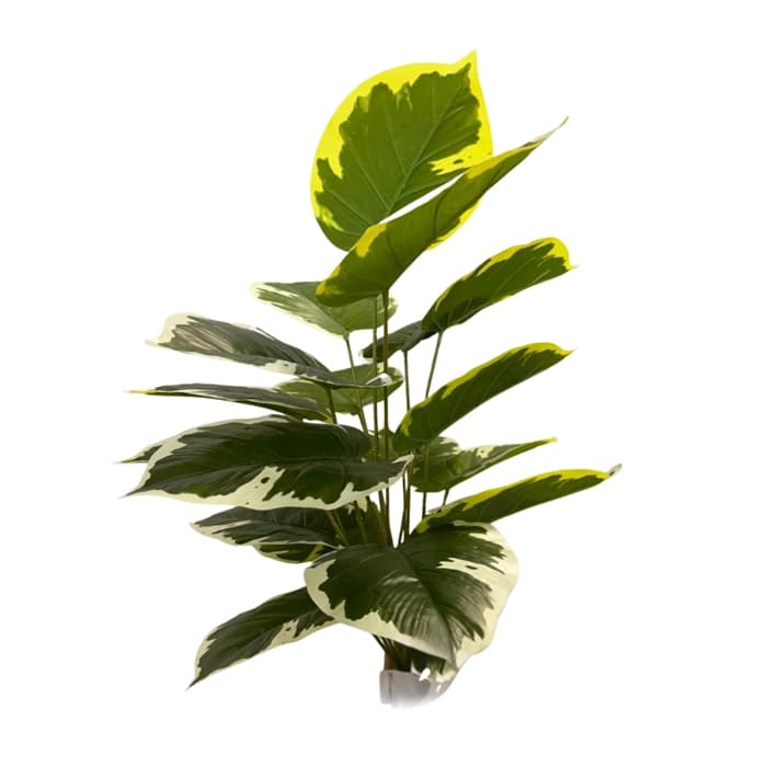 بوته ابلق پتوس مصنوعی