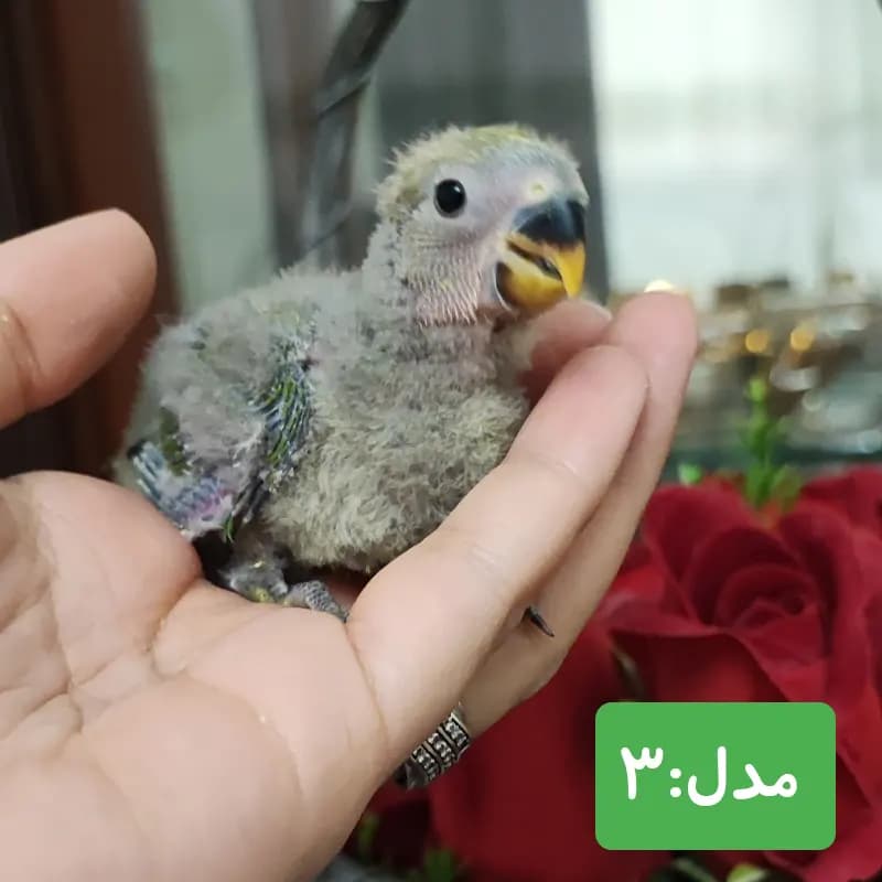 طوطی برزیلی صورت هلویی سبز — تصویر ۳