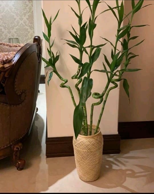 گلدان حصیری بامبو کوزه ای کد145 — تصویر ۵