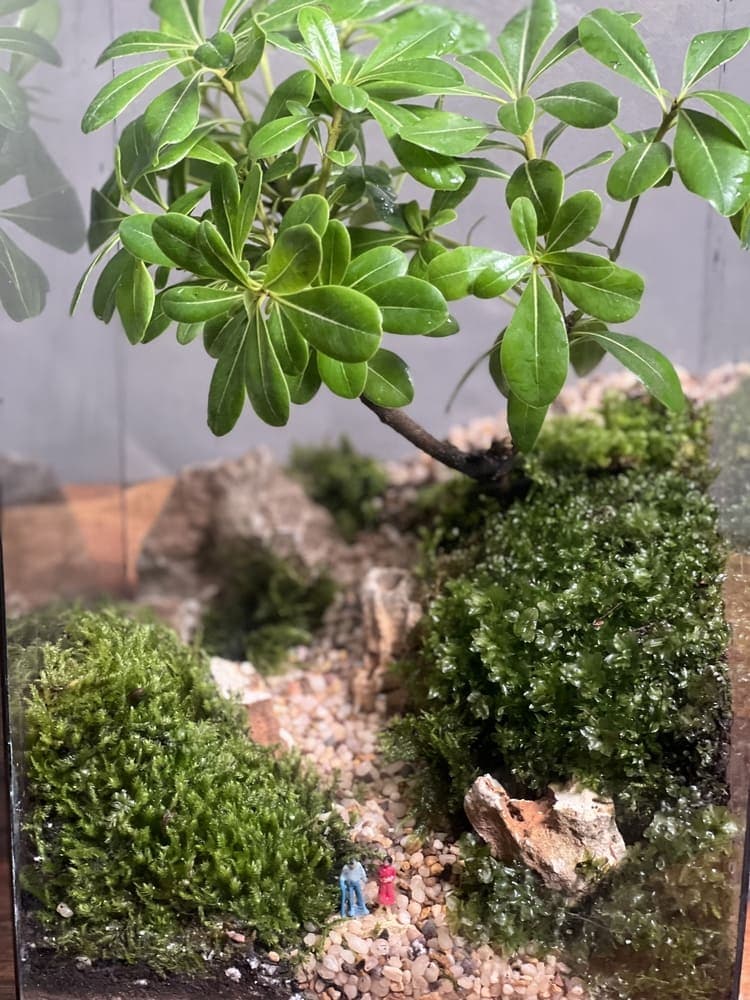 تراریوم بنسای پیتسپروم طرح مکعب زندگی — تصویر ۵