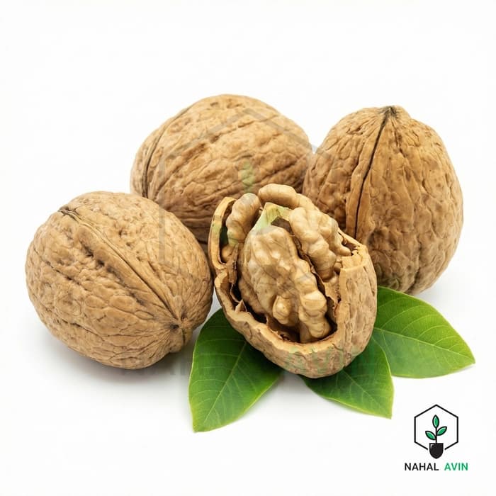 نهال گردو ژنوتیپ گرمسیری