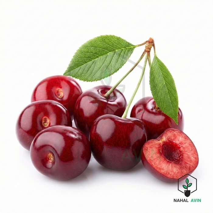 نهال آلبالو خوشه ای مورلو