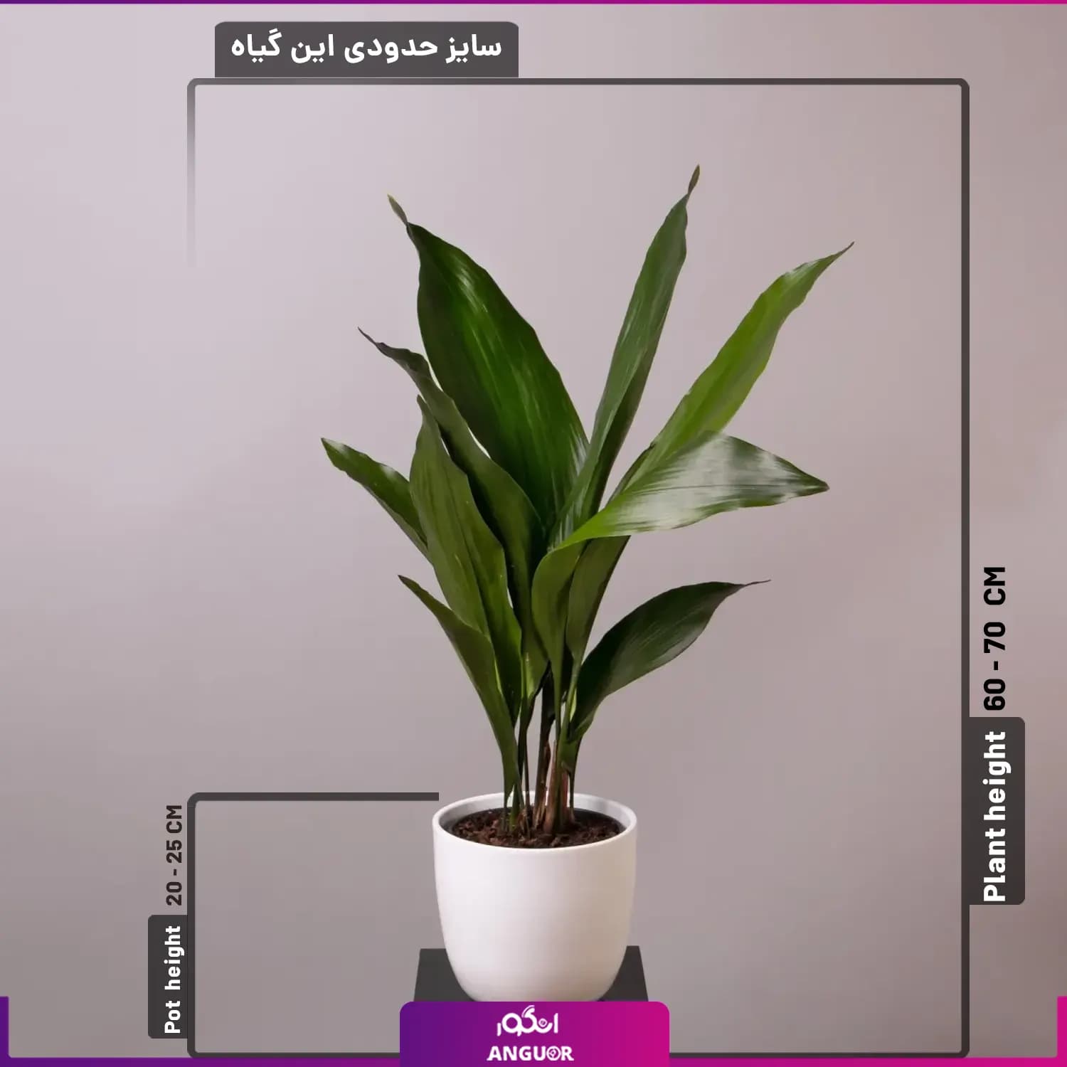 گلدان برگ عبایی — تصویر ۴