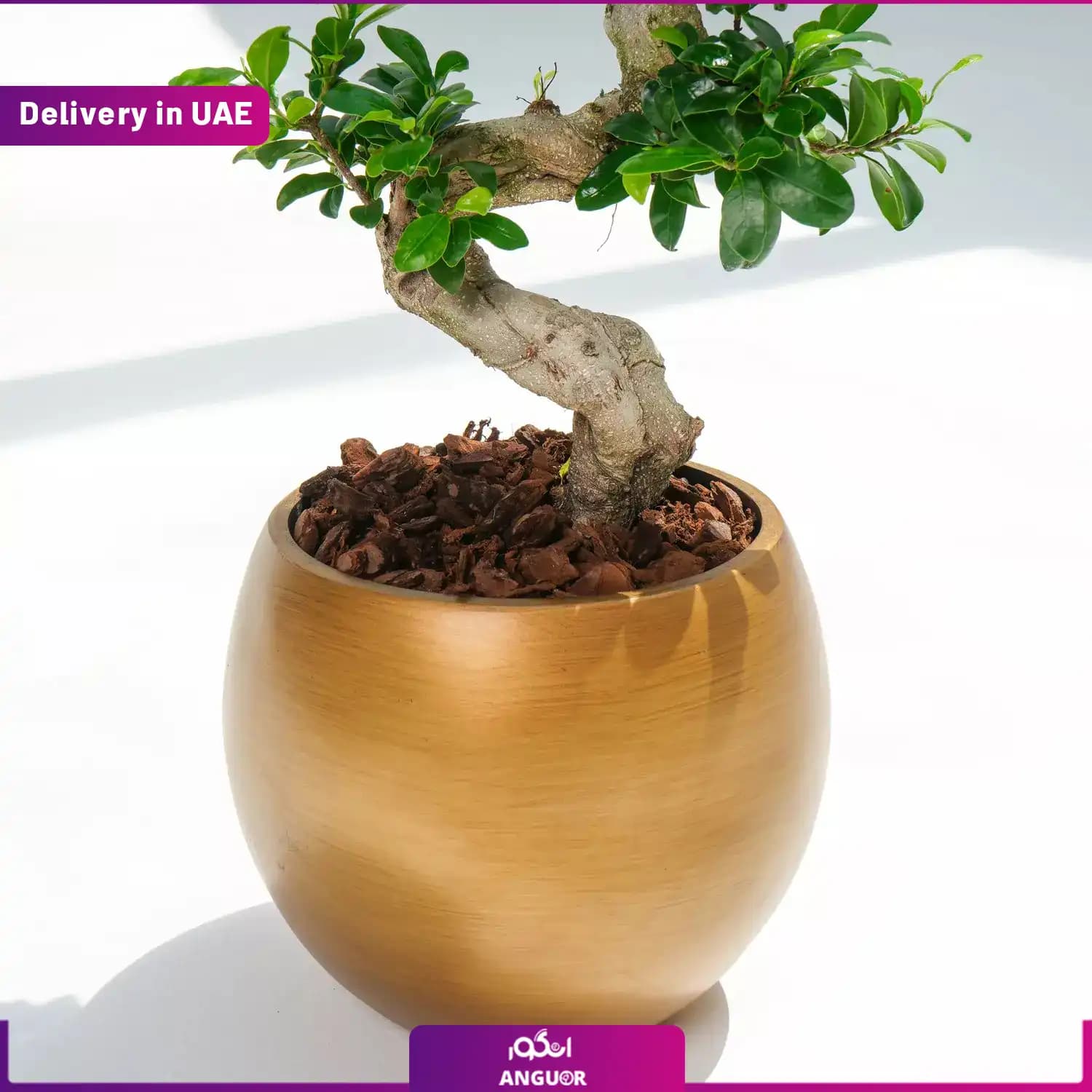 گلدان بونسای طرح s (ارسال به دبی و امارات) — تصویر ۲