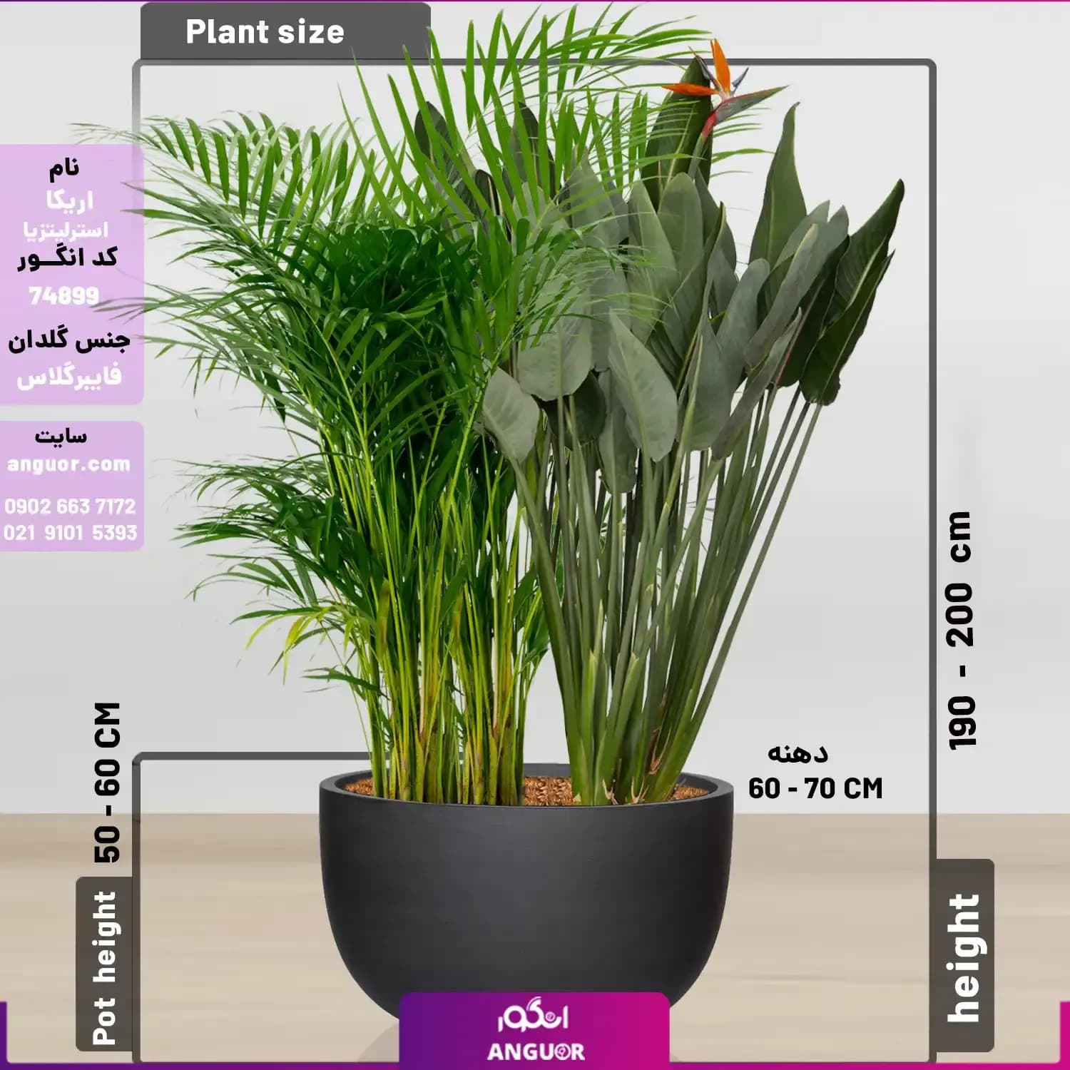 نخل اریکا و استرلیتزیا سایز غول پیکر با گلدان فایبر گلاس (special plant) — تصویر ۲