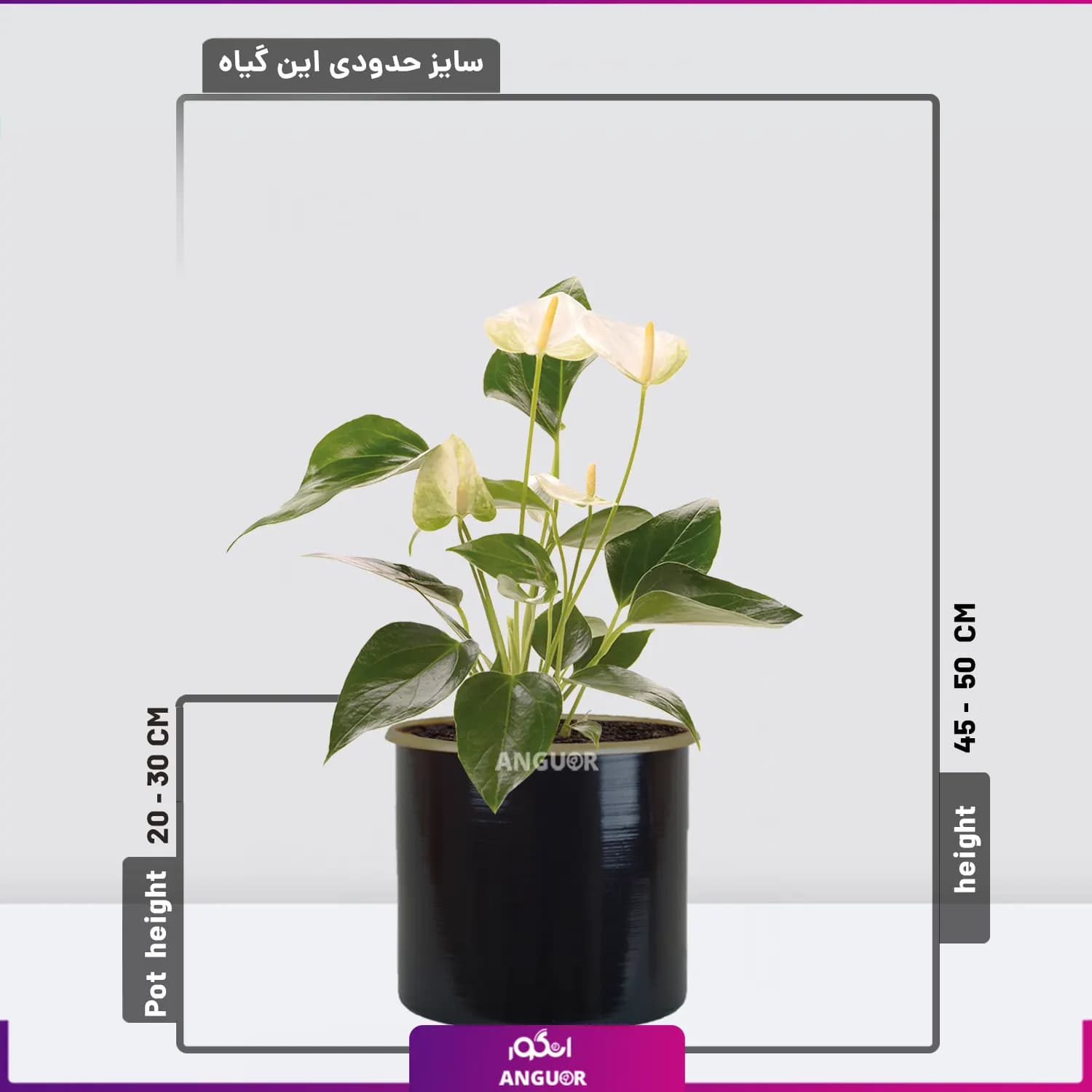 گل آنتوریوم سفید — تصویر ۲