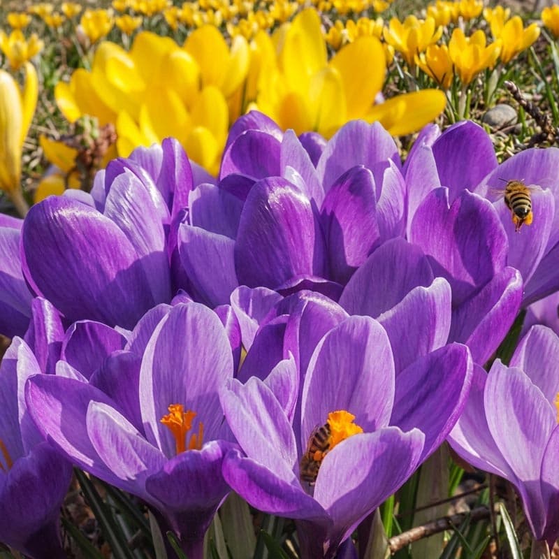پیاز زعفران زینتی رقم Crocus speciosus — تصویر ۸