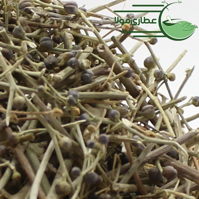 سیم اوتی