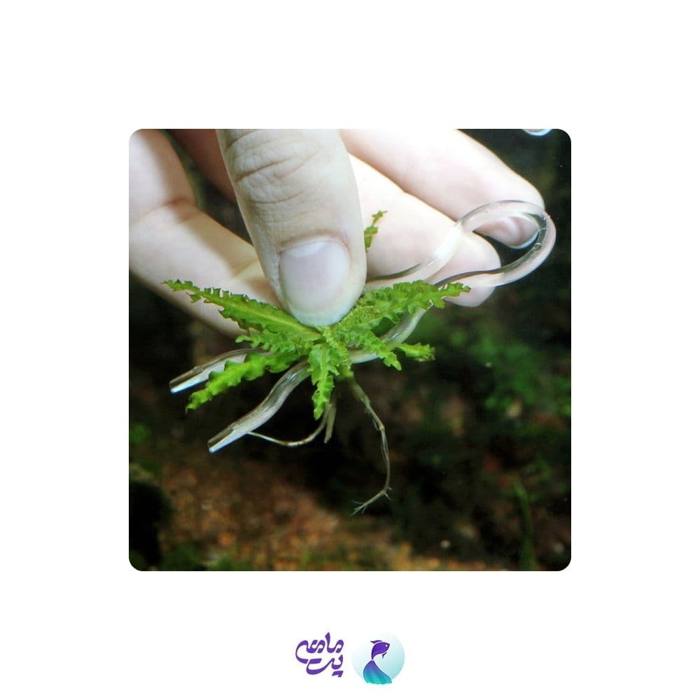 گیره نگهدارنده گیاه آکواریوم جی بی ال Plantis — تصویر ۳