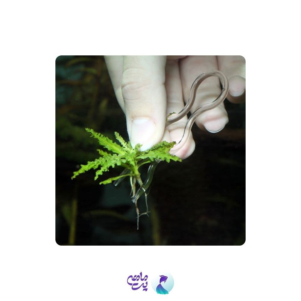 گیره نگهدارنده گیاه آکواریوم جی بی ال Plantis — تصویر ۴
