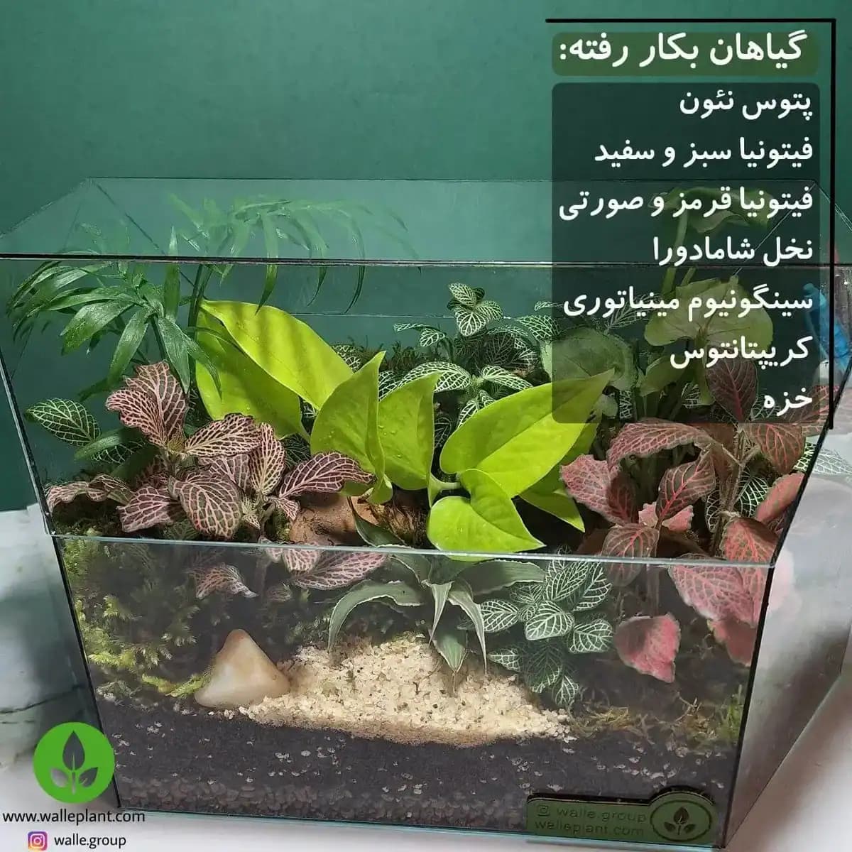 تراریوم الوند — تصویر ۶