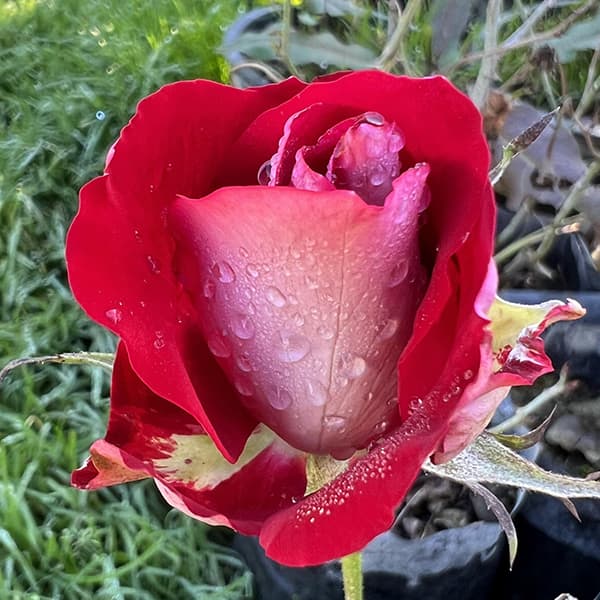 گل رز هلندی پشت نقره ای