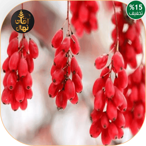نهال زرشک قرمز