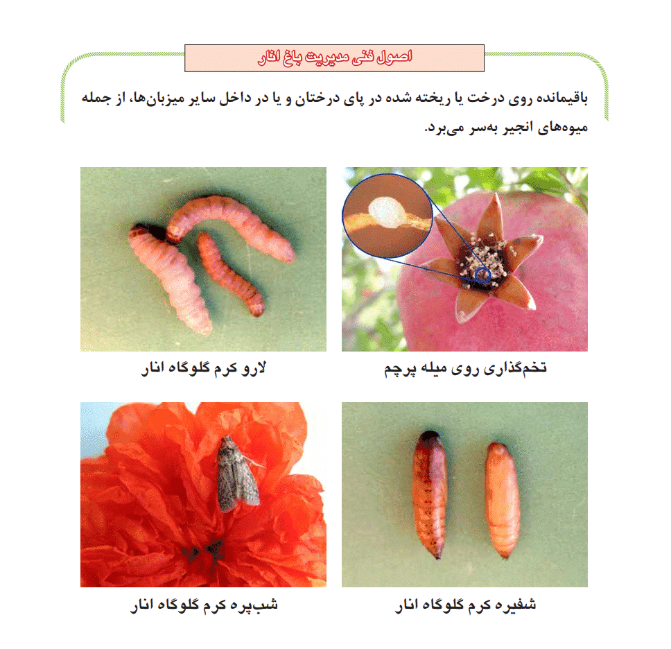 دانلود جزوه اصول فنی مديريت باغ انار — تصویر ۴