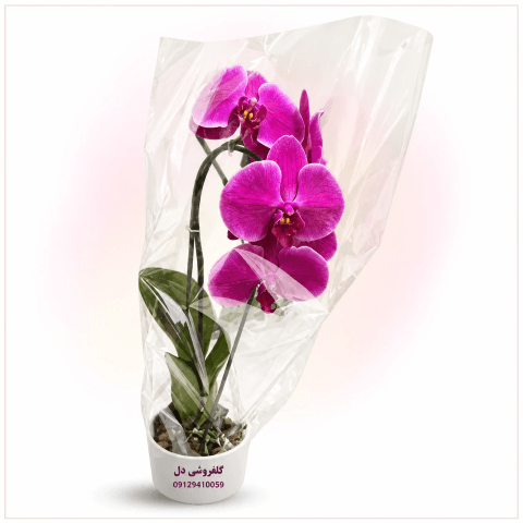 گلدان ارکیده بنفش مناسب هدیه خاص