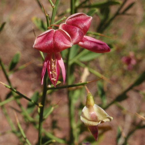 بذر خارشتر اصیل ایرانی بسته 5 گرمی — تصویر ۵