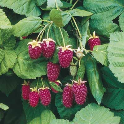 نشا لوگان بری Loganberry — تصویر ۳