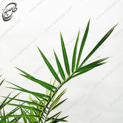 نخل فونیکس P-081 — تصویر ۳