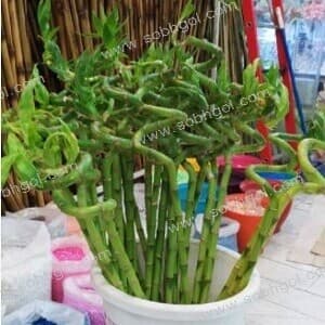 بامبو ابلق B03 جوانه