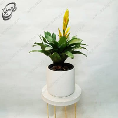 سفارش گل آنلاین – ورزیا – طرح – v012 — تصویر ۴