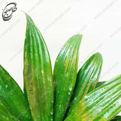 سفارش گل آنلاین – دراسنا کامپکت طرح D-021 — تصویر ۲