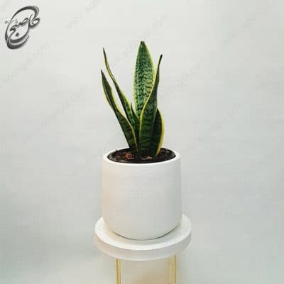 سفارش گل آنلاین – سانسوریا کراواتی ابلق طرح S-010