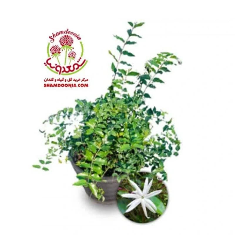 یاس چمپا خوش عطر | گل معطر زینتی مناسب فضای باز و داخل خانه — تصویر ۲