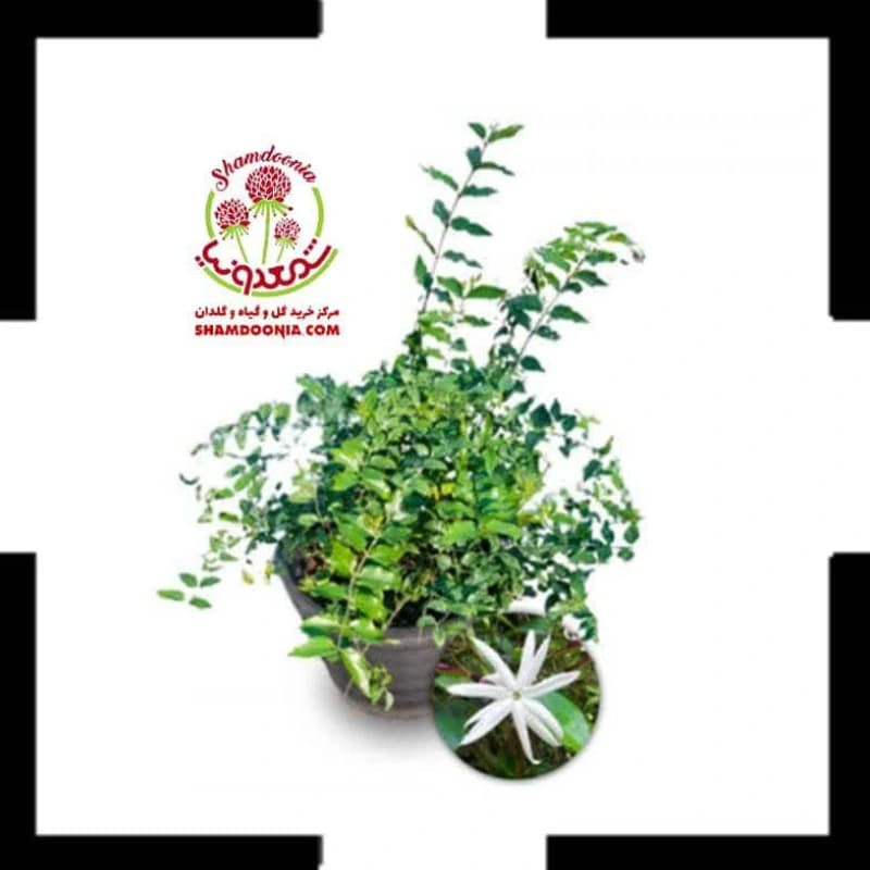 یاس چمپا خوش عطر | گل معطر زینتی مناسب فضای باز و داخل خانه