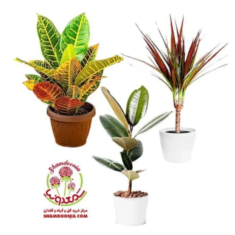 🎁 پکیج کادویی گل و گیاه | باکس هدیه گیاهان آپارتمانی لوکس + ارسال سریع — تصویر ۲