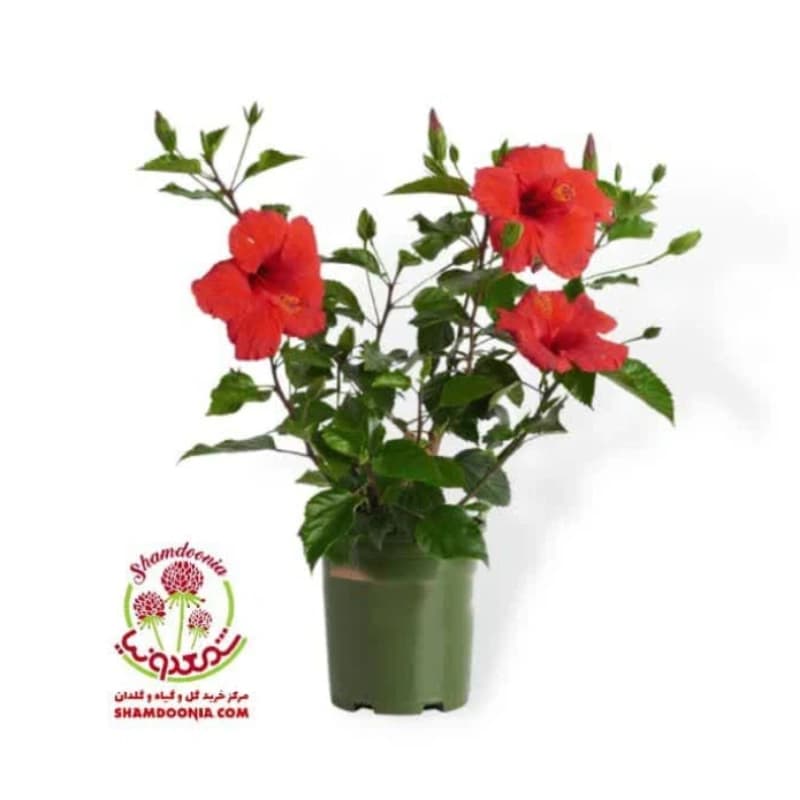 🌺 گل ختمی گل قرمز | ارسال سریع | گل آپارتمانی همیشه گلدار | مقاوم به خشکی — تصویر ۲