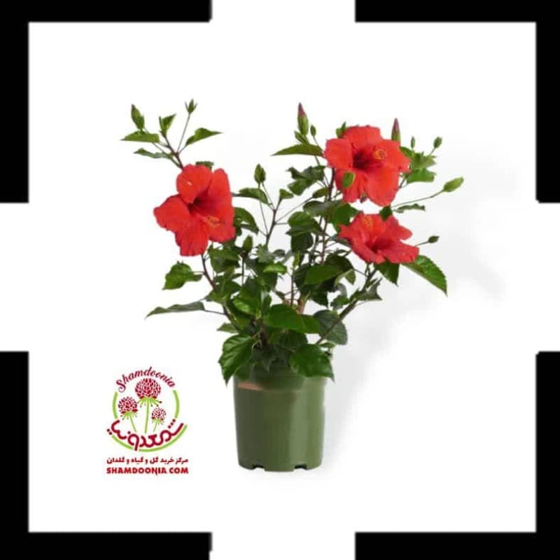 🌺 گل ختمی گل قرمز | ارسال سریع | گل آپارتمانی همیشه گلدار | مقاوم به خشکی